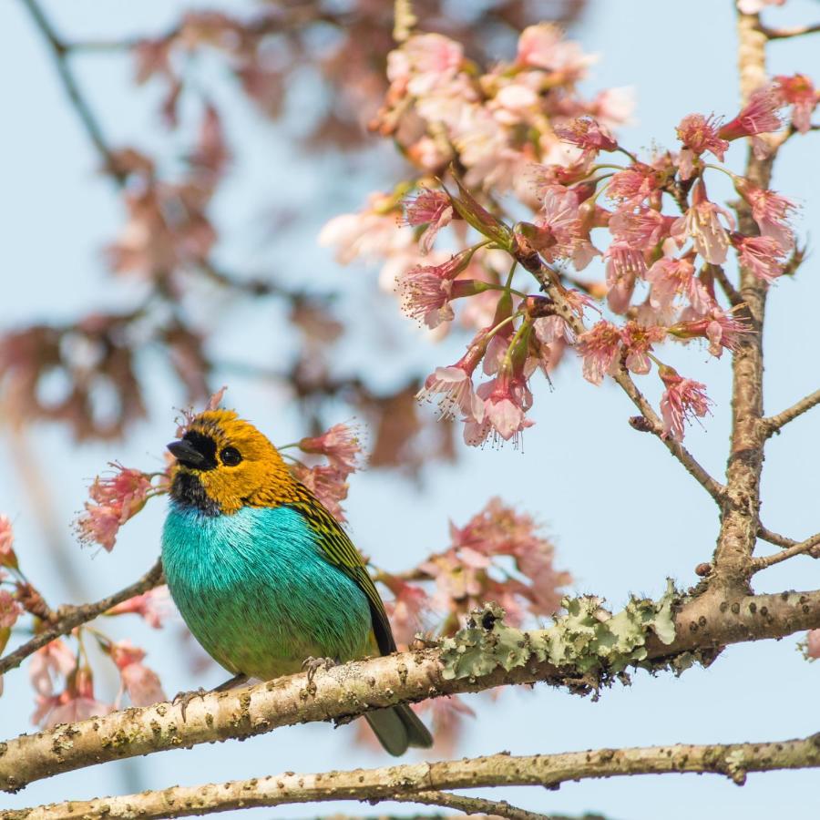 Quinta Da Paz Resort Itaipava ภายนอก รูปภาพ